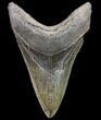 Serrated, Lower Megalodon Tooth - Georgia #80076-1